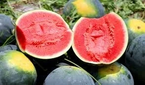 Adana karpuzunda hasat başladı