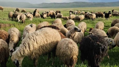 Adilcevaz&rsquo;da yayla zamanı: Besiciler 7 aylık g&ouml;&ccedil;e başladı
