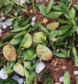 Adıyaman&rsquo;da ceviz b&uuml;y&uuml;kl&uuml;ğ&uuml;ndeki dolu yağışı