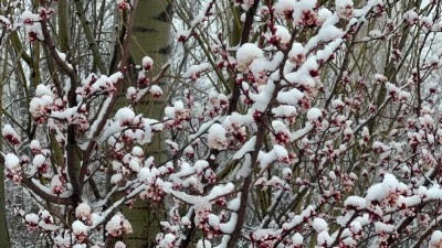 Afyonkarahisar ve K&uuml;tahya'da badem ve kayısı &ccedil;i&ccedil;ekleri karla kaplandı