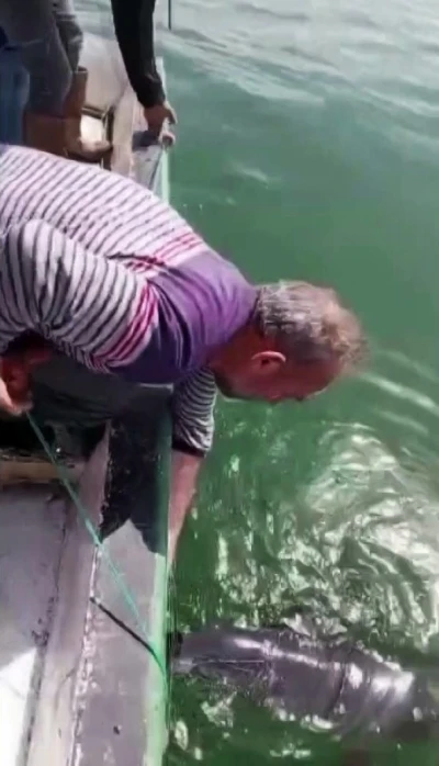 Ağlara değil, kalplere takıldı: Karasu&rsquo;da yunusu kurtarıp esprili s&ouml;zlerle uğurladı
