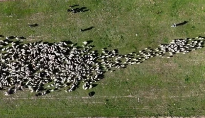 Ahlat&rsquo;ta koyun ve kuzuların buluşması havadan g&ouml;r&uuml;nt&uuml;lendi

