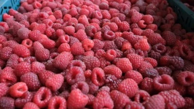 Ahududu Bursa'da yok olmak &uuml;zere