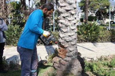 Alanya&rsquo;da hurma ağa&ccedil;larına endoterapiyle uzun s&uuml;reli koruma yapıldı
