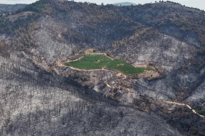 ALJ T&uuml;rkiye&rsquo;den &Ouml;rnek Ağa&ccedil; Seferberliği