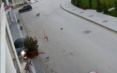 Alkoll&uuml; s&uuml;r&uuml;c&uuml; &ouml;nce kaldırıma sonra yolun karşısındaki iş yerinin saksılarına &ccedil;arptı
