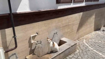 Amasya&rsquo;da kediler susuzluktan cami &ccedil;eşmelerinin &ouml;n&uuml;nde bekliyor
