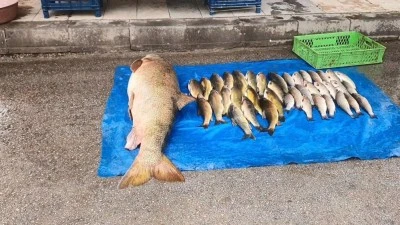 Amat&ouml;r balık&ccedil;ı 52 kiloluk turna yakaladı