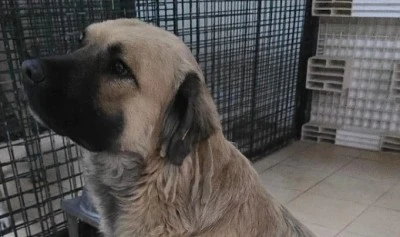 Anayasa Mahkemesi sokak hayvanları hakkında kararını verdi 