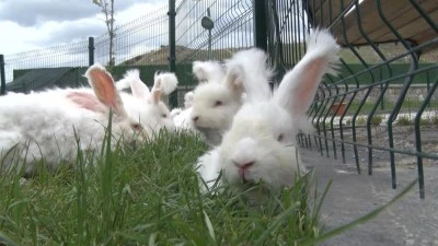Angora tavşanları i&ccedil;in yoğun &ccedil;alışma!