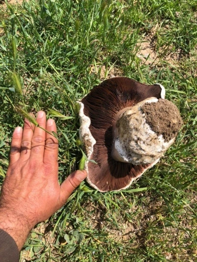 Ankara&rsquo;da 1 kiloluk mantar g&ouml;renleri hayrete d&uuml;ş&uuml;rd&uuml;
