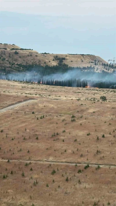 Ankara&rsquo;da ağa&ccedil;lık alanda yangın