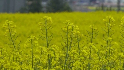 Ankara&rsquo;da &ccedil;i&ccedil;ek a&ccedil;an kanola tarlaları sarıya boyadı
