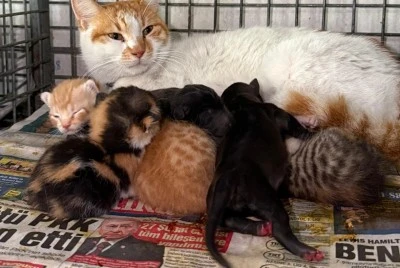 Anne k&ouml;pek &ouml;ld&uuml;, yavrulara anne kedi sahip &ccedil;ıktı