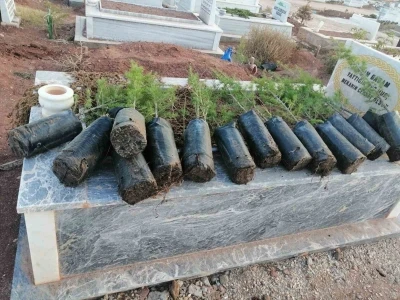 Anneler G&uuml;n&uuml;&rsquo;nde mezarlıkları yeşillendirdiler
