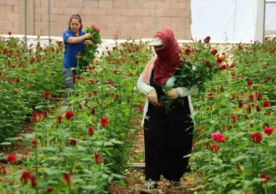 Anneler G&uuml;n&uuml; &ouml;ncesi g&uuml;lde dikkat &ccedil;eken fiyat marjı: Bah&ccedil;ede 5, &ccedil;i&ccedil;ek sitelerinde 80-100 TL
