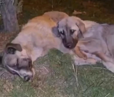 Annesi &ouml;len yavru k&ouml;pek sahipsiz kalmadı
