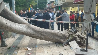 Antalya&rsquo;da ağa&ccedil; 5 otomobilin &uuml;zerine devrlidi