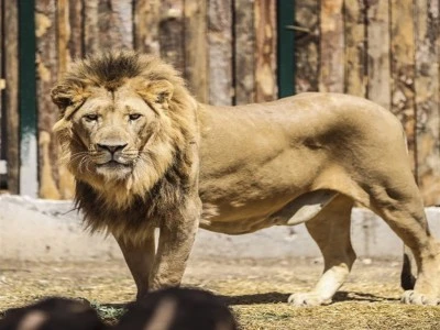 Antalya'da aslan kafesinden ka&ccedil;tı bir kişiyi yaraladı: Her yerde aranıyor!