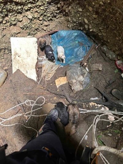 Antalya&rsquo;da kuyuya d&uuml;şen 7 yavru k&ouml;peği itfaiye kurtardı
