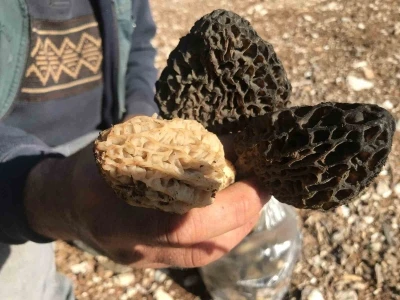 Antalya&rsquo;da &rsquo;kuzug&ouml;beği mantarı&rsquo; sezonu başladı
