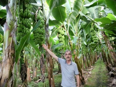 Antalya'da muz hasadı başladı