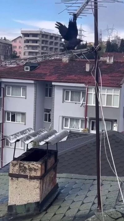 Antene sıkışan karga itfaiye erlerinin yardımıyla &ouml;zg&uuml;rl&uuml;ğ&uuml;ne kavuştu
