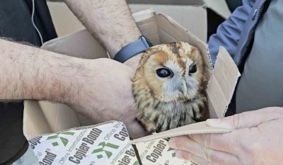 Aracın &ccedil;arptığı baykuş tedavi altına alındı
