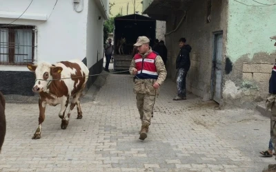 Arazide kaybolan hayvanları jandarma buldu
