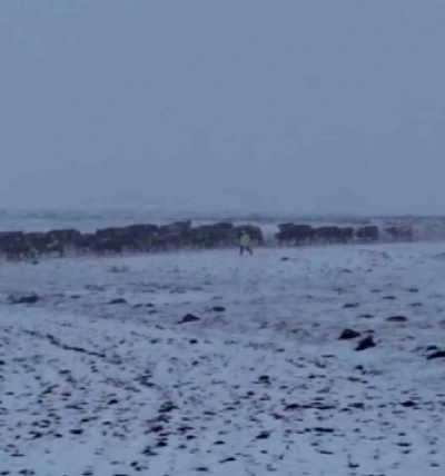Ardahan&rsquo;da aniden bastıran kar &ccedil;obanlara zor anlar yaşattı
