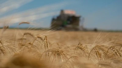 Arpa fiyatlarında d&uuml;ş&uuml;ş &uuml;reticisini &uuml;zd&uuml; besiciyi sevindirdi