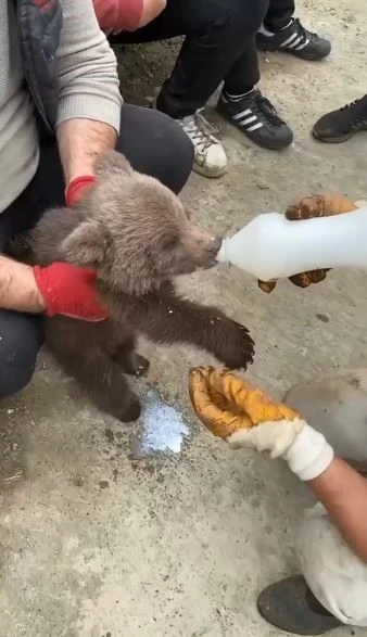 Artvin&rsquo;de k&ouml;yl&uuml;ler tarafından bulunan yavru ayı ekiplere teslim edildi

