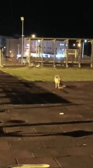 Artvin şehir merkezindeki &ccedil;ocuk parkında tilki s&uuml;rprizi
