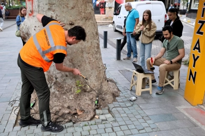Asırlık Ağa&ccedil;lar Tomografiyle Korunacak
