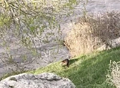 Aşkale&rsquo;de su samuru g&ouml;r&uuml;nt&uuml;lendi
