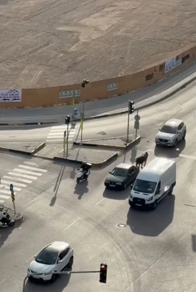 Atı otomobile bağlayarak g&ouml;t&uuml;ren şahsa bin 986 TL ceza
