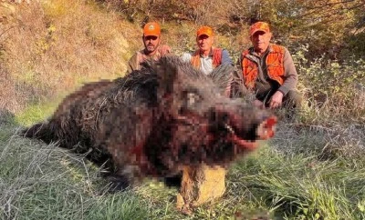 Avcıların vurduğu domuzun kilosu herkesi şaşırttı