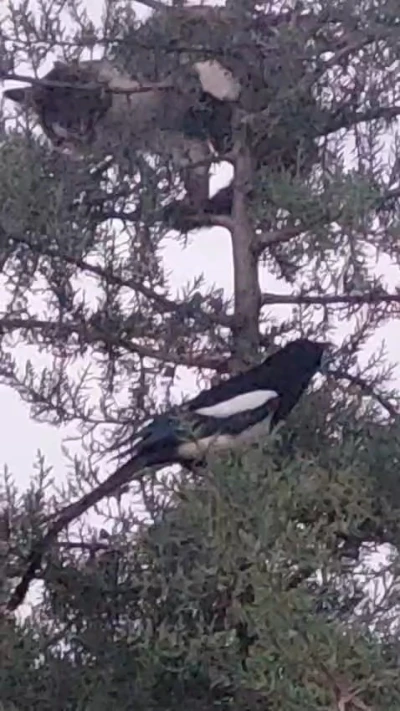 Avlanmak i&ccedil;in ağaca &ccedil;ıkan kedi, kargaların hışmına uğradı

