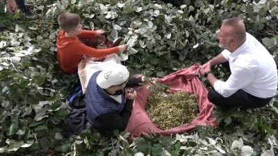 Avrupa'nın en b&uuml;y&uuml;k ıhlamur ormanı Bursa'da 