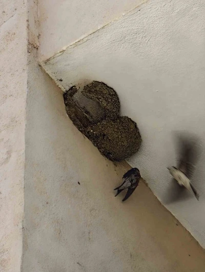 Ayağı takılarak askıda kalan kırlangıcın imdadına itfaiye yetişti
