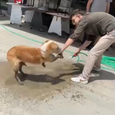 Ayakları betona bulanan k&ouml;peğe esnaftan yardım eli
