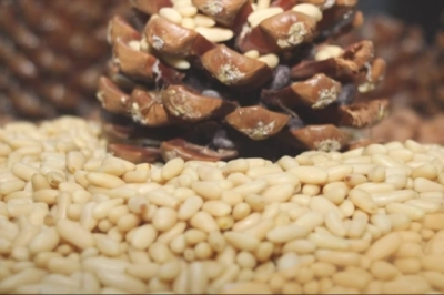 Aydın &Ccedil;am Fıstığının AB'den Coğrafi İşaret Tescili