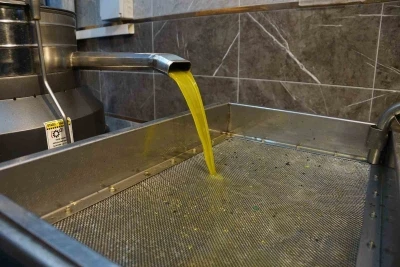 Aydın&rsquo;da zeytinin yağa d&ouml;n&uuml;ş&uuml;m&uuml; başladı