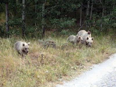Ayı saldırıları nedeniyle Nemrut Krater G&ouml;l&uuml; kapatıldı