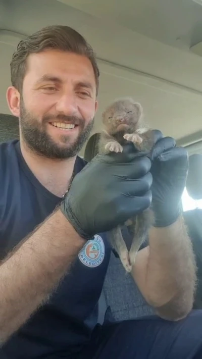 Ayı yavrusu sanılan hayvan sansar yavrusu &ccedil;ıktı
