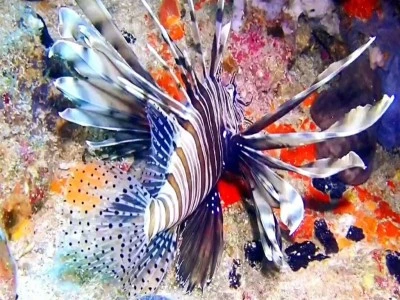 Ayvalık'ta dikenleri zehirli aslan balığı g&ouml;r&uuml;nt&uuml;lendi