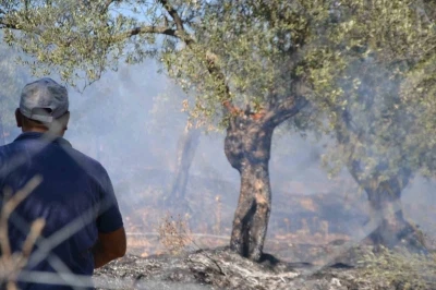 Ayvalık&rsquo;ta yerleşim sitesinin yanında zeytinlik yangını