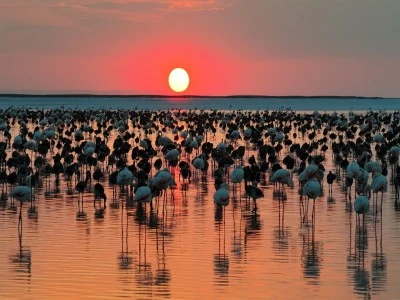 Bakan Kurum'dan 'Flamingo' paylaşımı