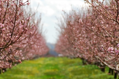 Bakan Yumaklı: &ldquo;Meyve ve Sebzelerde Don Riskine Karşı Kapsamı Genişletiyoruz&rdquo;