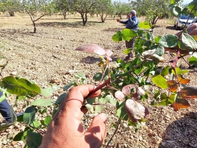 Baklavalık ve &ccedil;erezlik fıstığı &rsquo;yok yılı&rsquo;nda bir de dolu vurdu
